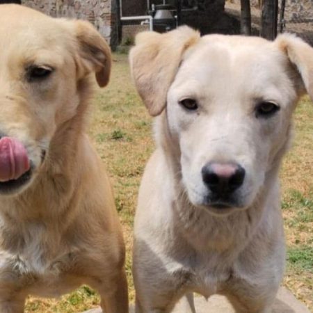 Mantequilla y Mayoneso